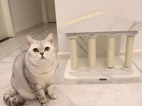 猫图片|宠物猫|猫咪|