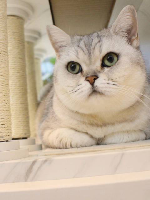 猫图片|宠物猫|猫咪|