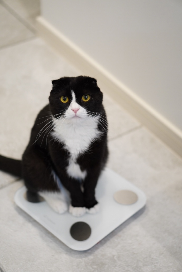 猫图片|宠物猫|猫咪|