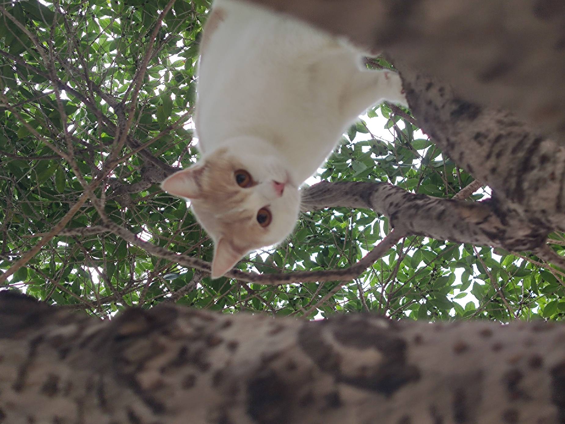 猫图片|宠物猫|猫咪|