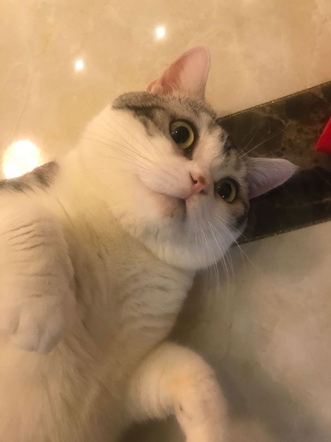 猫图片|宠物猫|猫咪|