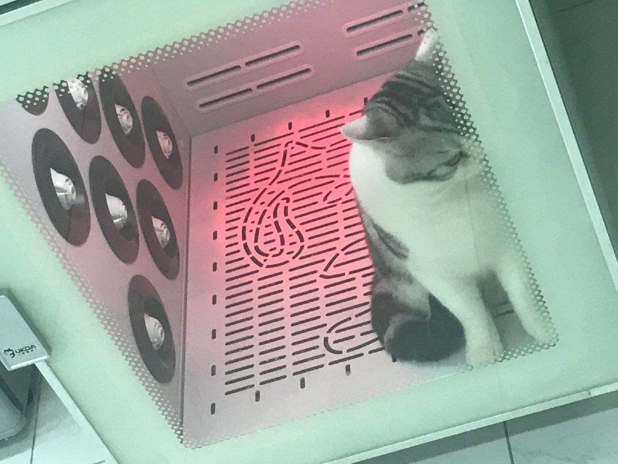 猫图片|宠物猫|猫咪|