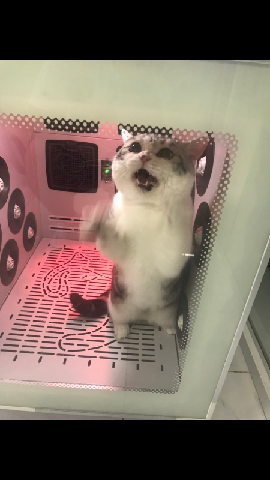 猫图片|宠物猫|猫咪|