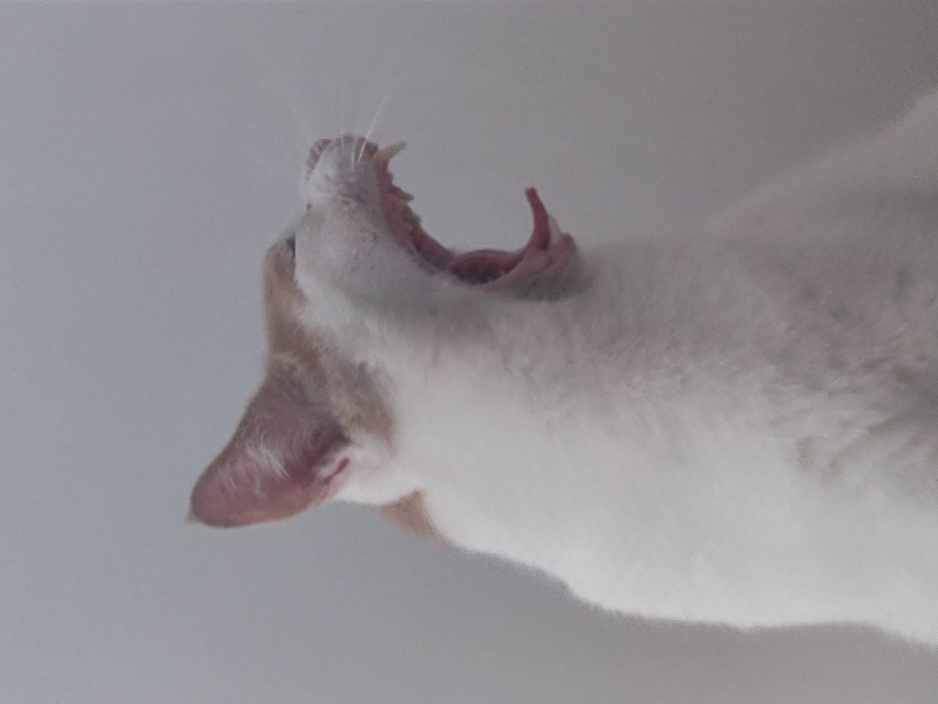 猫图片|宠物猫|猫咪|