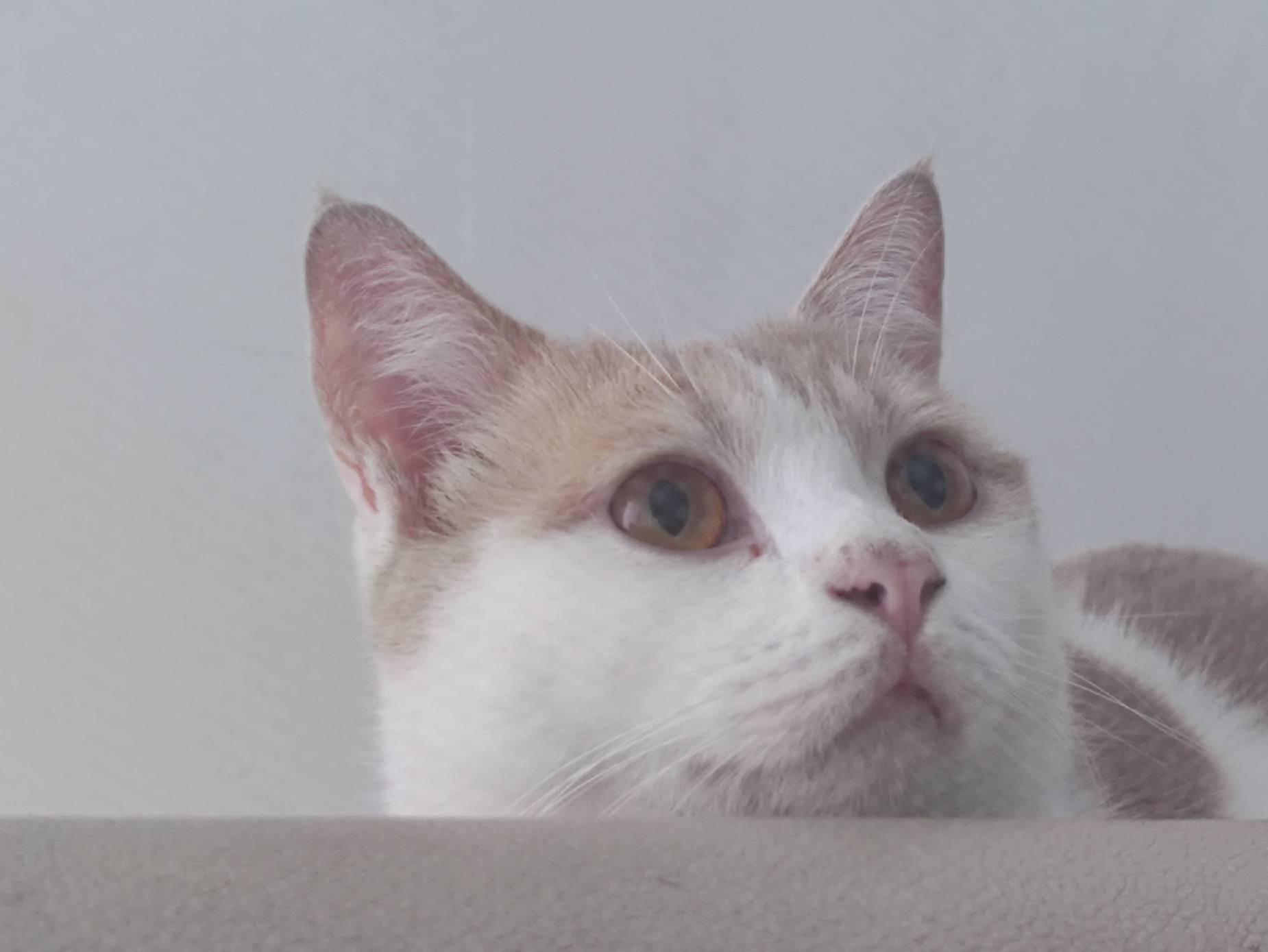 猫图片|宠物猫|猫咪|