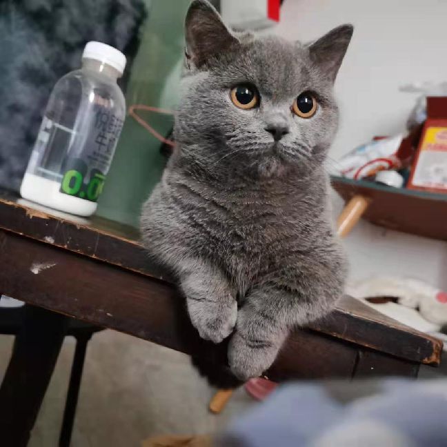 猫图片|宠物猫|猫咪|