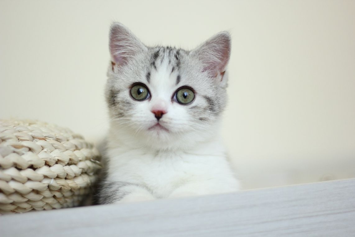 猫图片|宠物猫|猫咪|