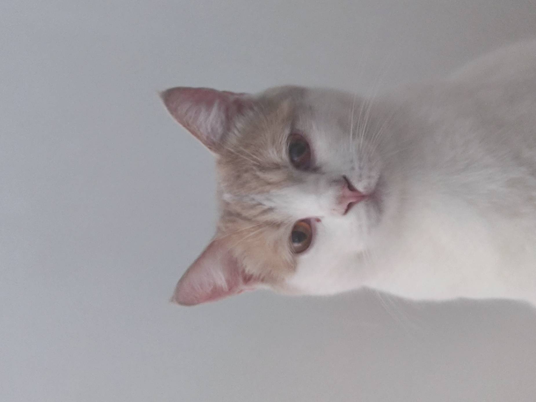 猫图片|宠物猫|猫咪|