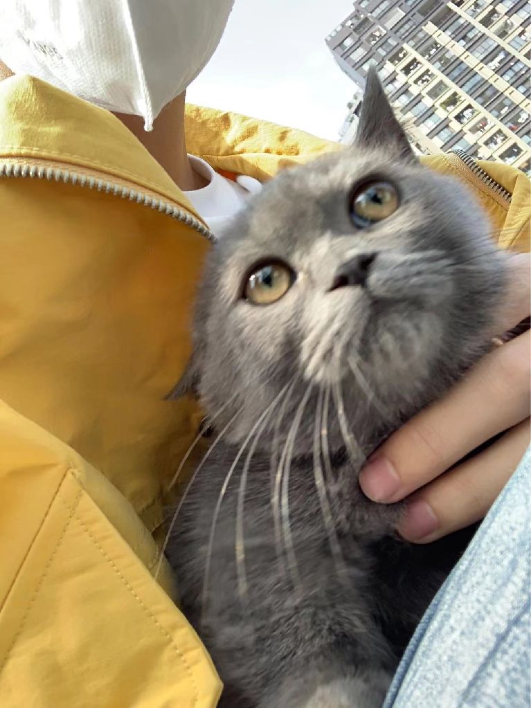 猫图片|宠物猫|猫咪|