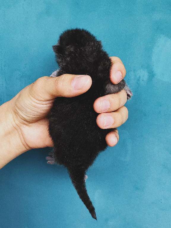 猫图片|宠物猫|猫咪|