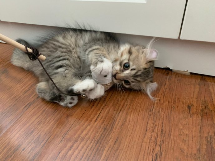 猫图片|宠物猫|猫咪|