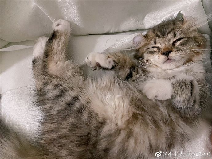 猫图片|宠物猫|猫咪|