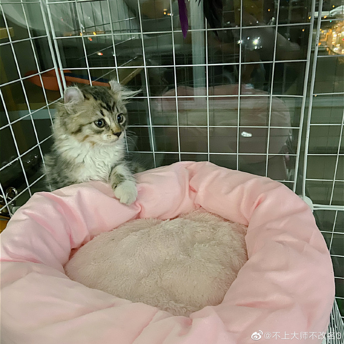 猫图片|宠物猫|猫咪|