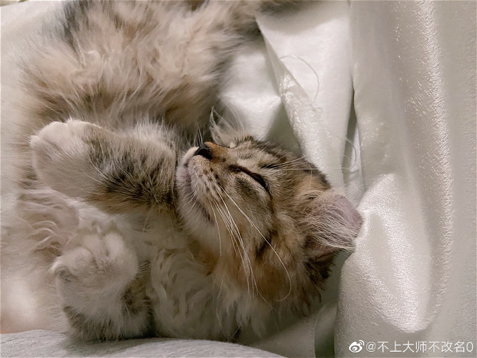 猫图片|宠物猫|猫咪|