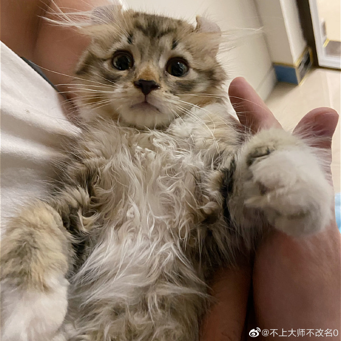 猫图片|宠物猫|猫咪|