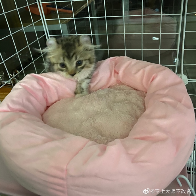 猫图片|宠物猫|猫咪|