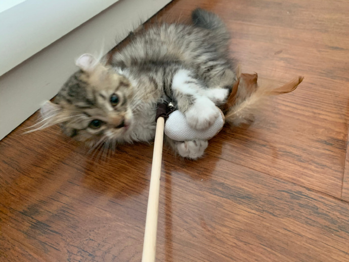 猫图片|宠物猫|猫咪|