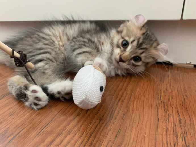 猫图片|宠物猫|猫咪|