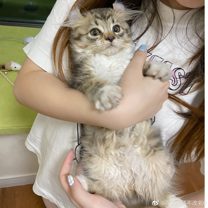 猫图片|宠物猫|猫咪|