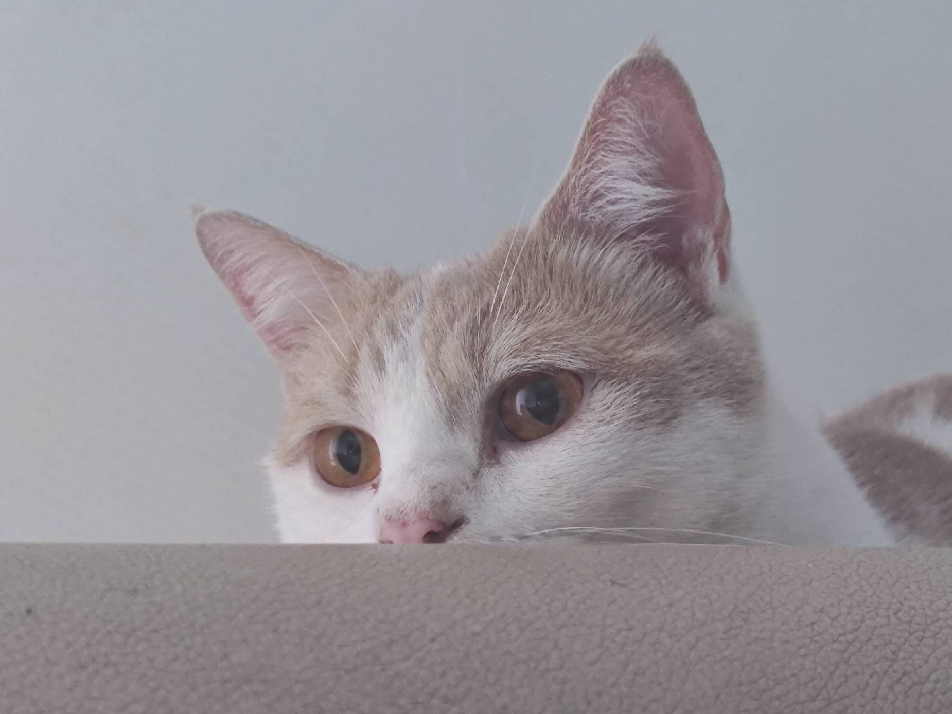 猫图片|宠物猫|猫咪|