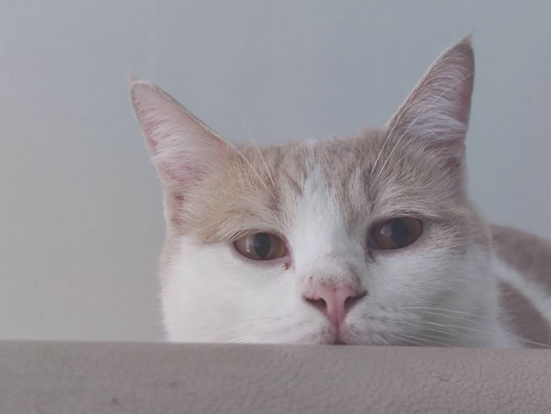 猫图片|宠物猫|猫咪|