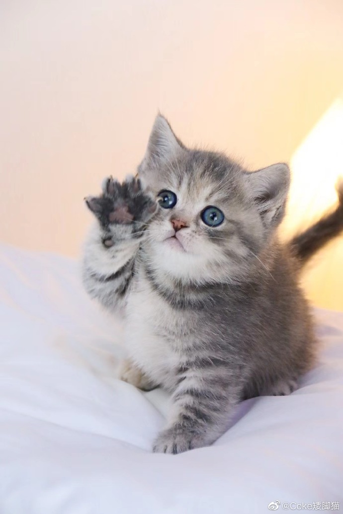 猫图片|宠物猫|猫咪|