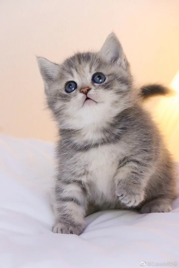 猫图片|宠物猫|猫咪|