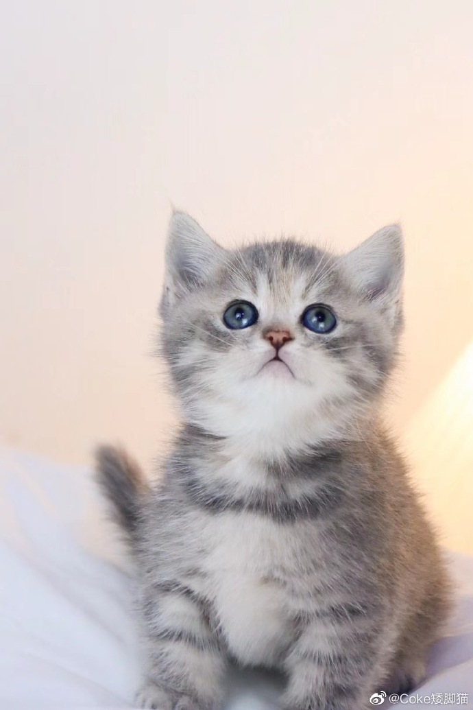 猫图片|宠物猫|猫咪|