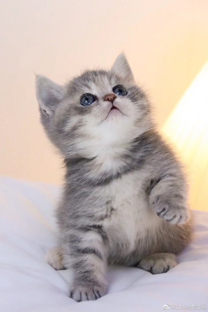 猫图片|宠物猫|猫咪|