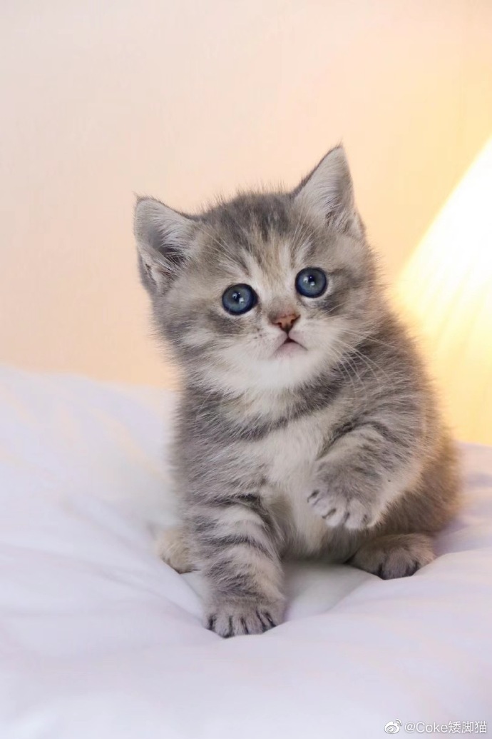 猫图片|宠物猫|猫咪|