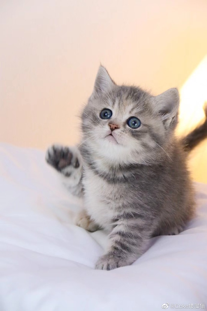 猫图片|宠物猫|猫咪|