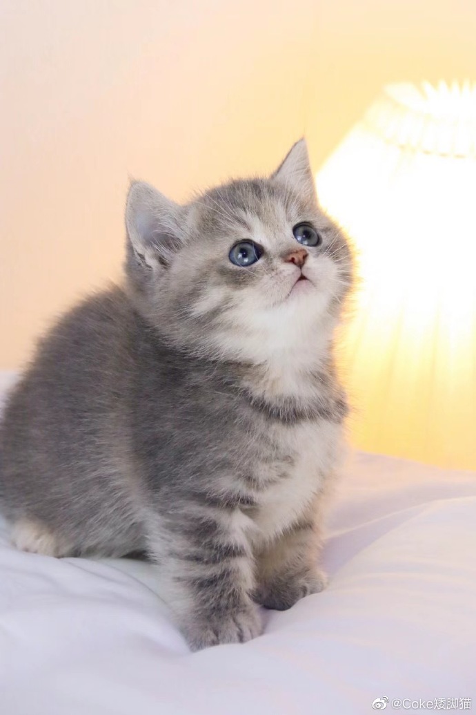 猫图片|宠物猫|猫咪|