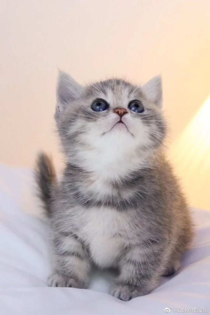 猫图片|宠物猫|猫咪|