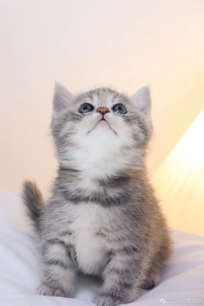 猫图片|宠物猫|猫咪|