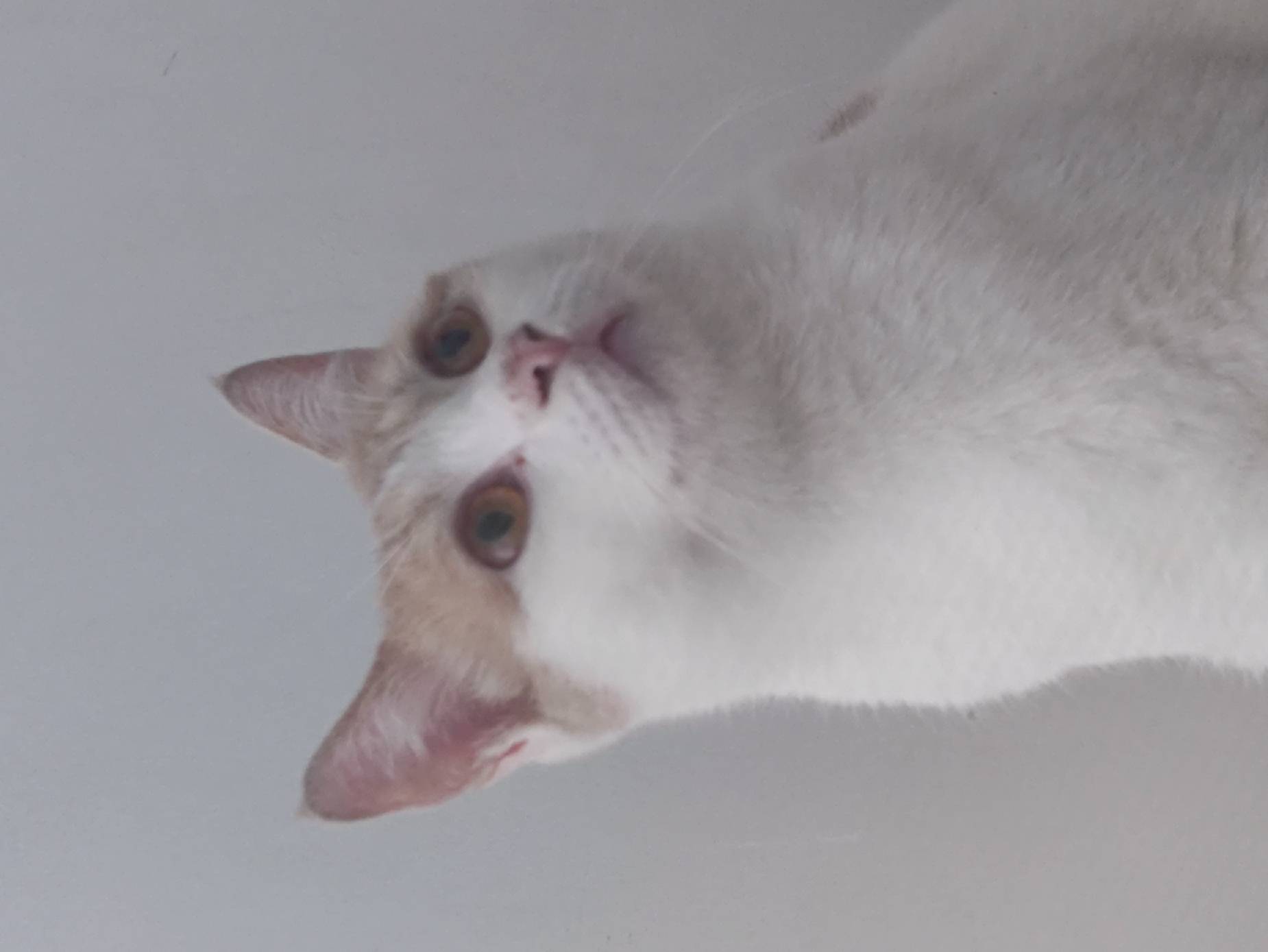 猫图片|宠物猫|猫咪|