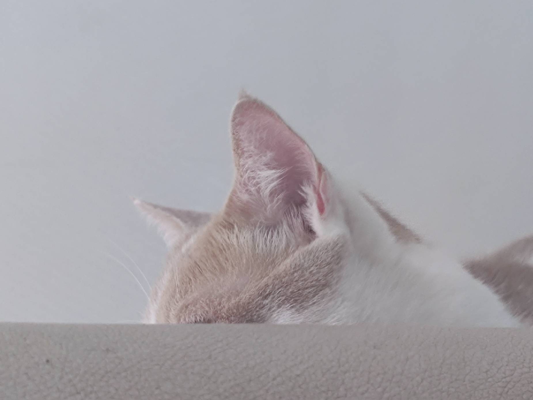 猫图片|宠物猫|猫咪|