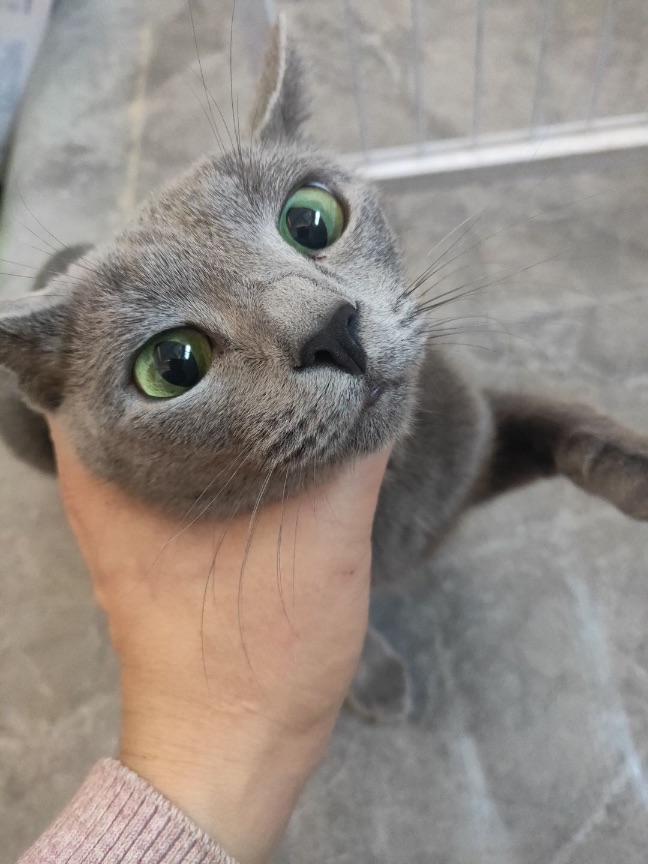 猫图片|宠物猫|猫咪|