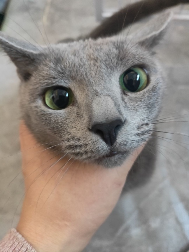 猫图片|宠物猫|猫咪|