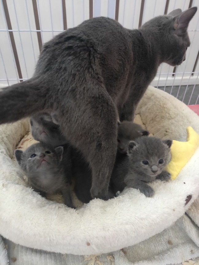 猫图片|宠物猫|猫咪|