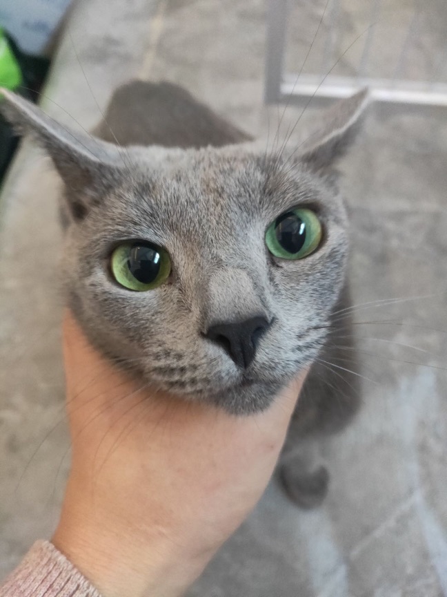 猫图片|宠物猫|猫咪|