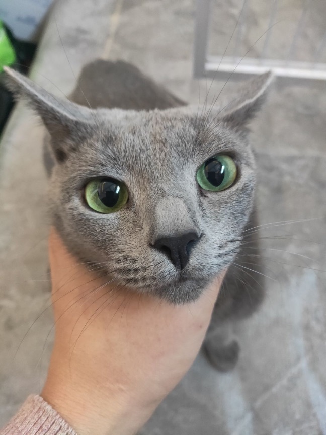 猫图片|宠物猫|猫咪|