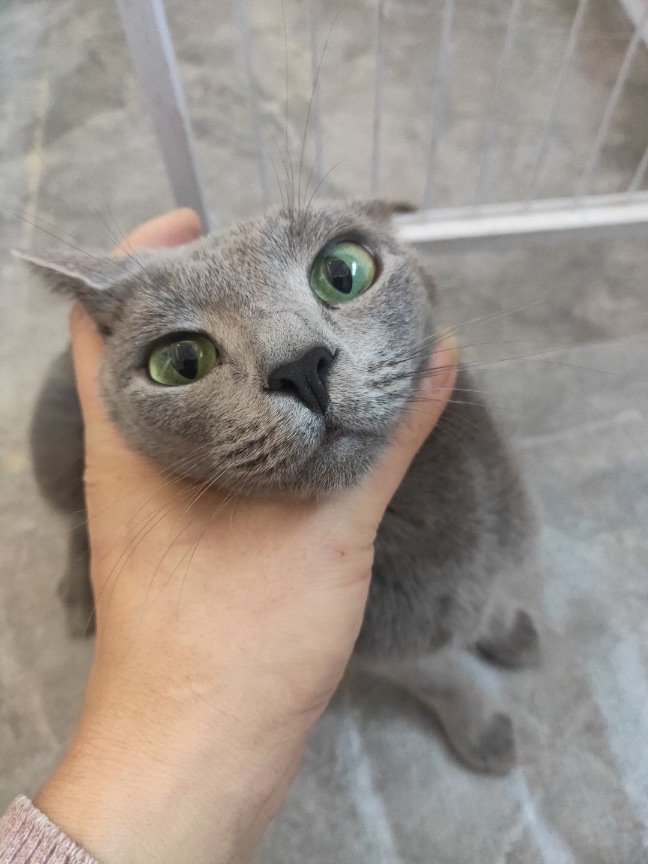 猫图片|宠物猫|猫咪|