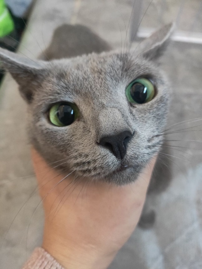 猫图片|宠物猫|猫咪|