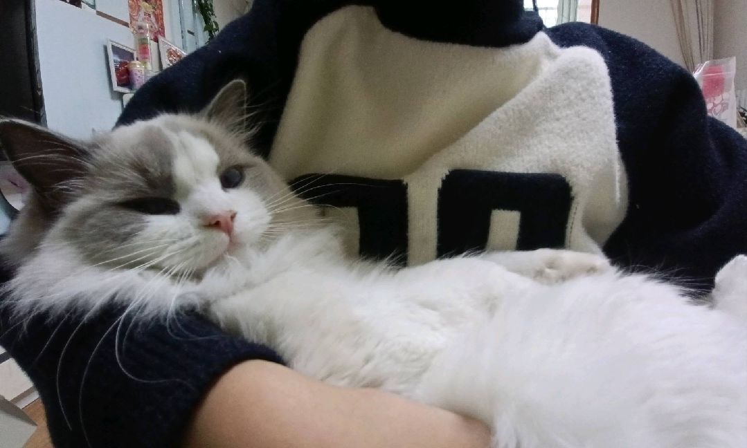 猫图片|宠物猫|猫咪|