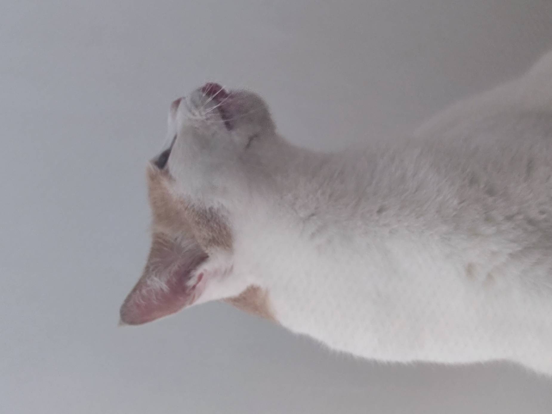 猫图片|宠物猫|猫咪|