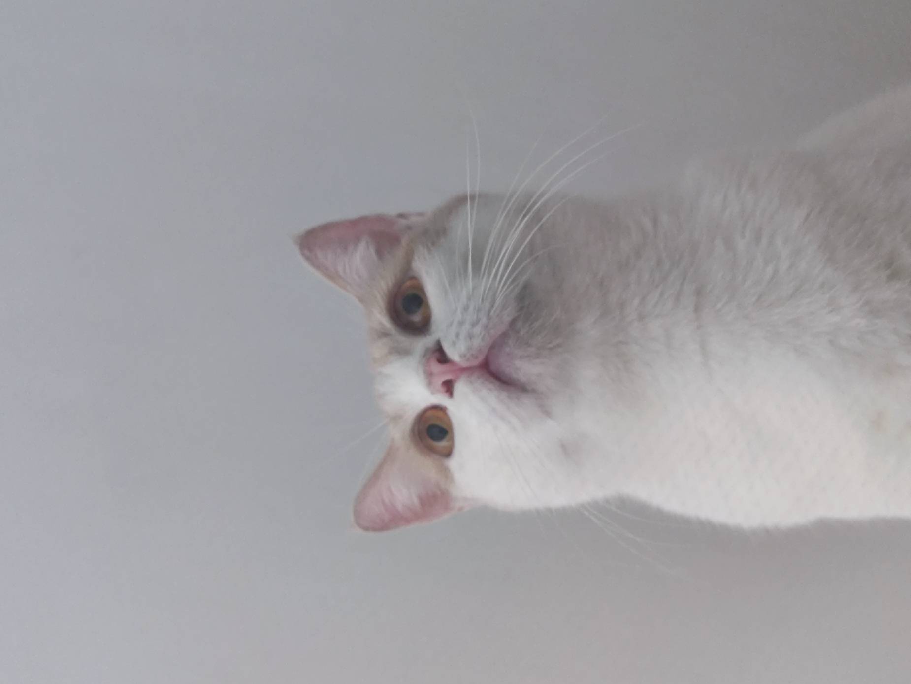 猫图片|宠物猫|猫咪|