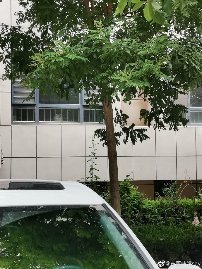 猫图片|宠物猫|猫咪|