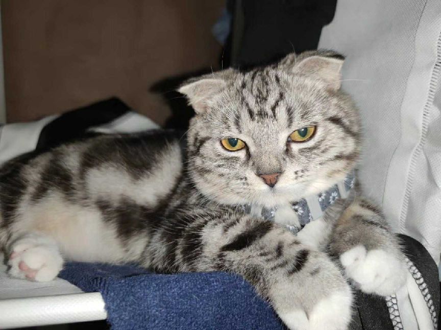 猫图片|宠物猫|猫咪|