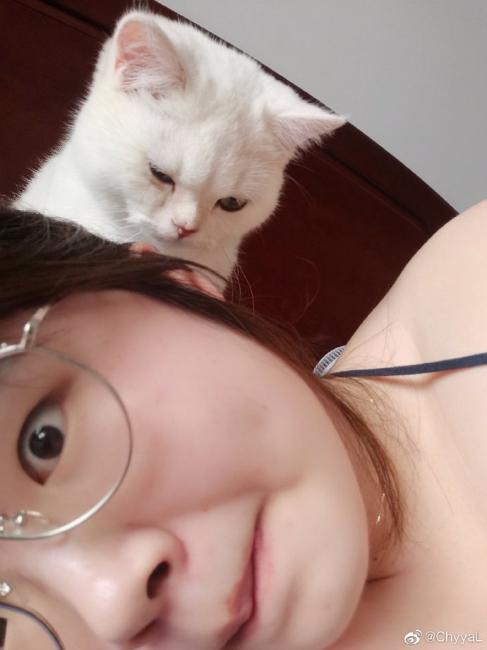 猫图片|宠物猫|猫咪|