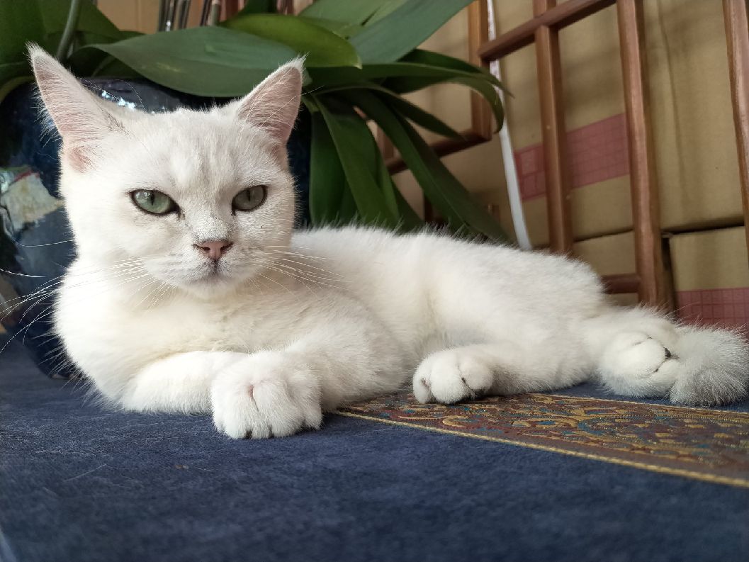 猫图片|宠物猫|猫咪|